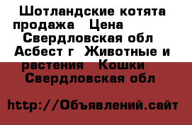 Шотландские котята продажа › Цена ­ 2 500 - Свердловская обл., Асбест г. Животные и растения » Кошки   . Свердловская обл.